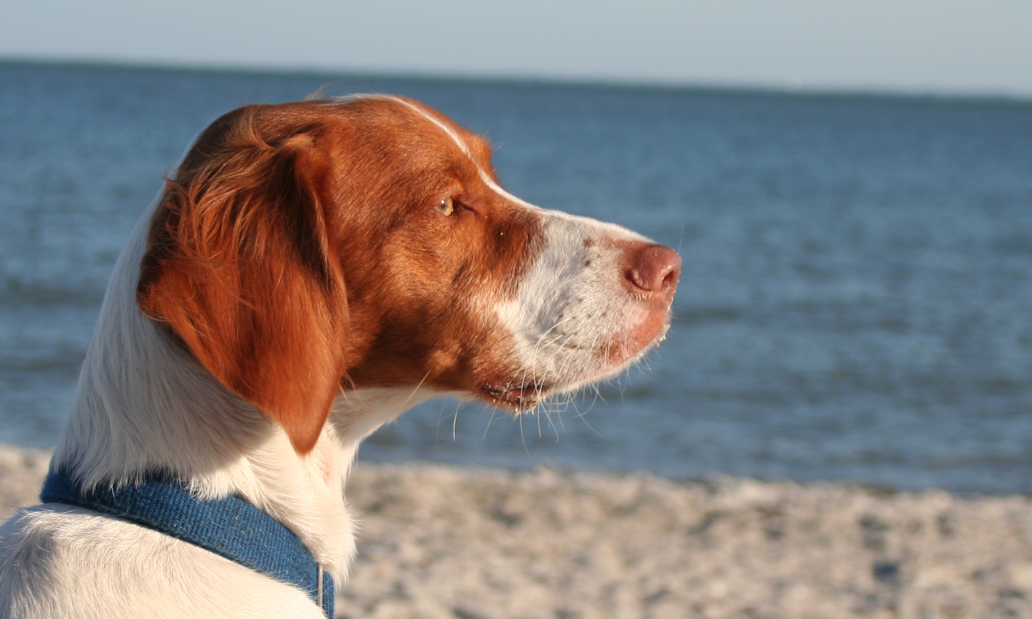 Brittany Spaniel